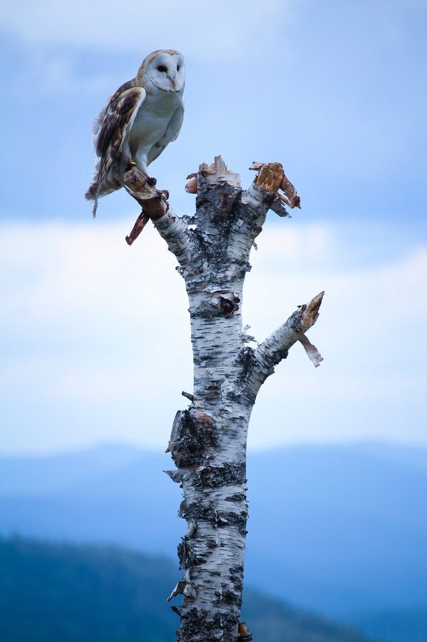 A barn owl perched on a birch snag against pale sky