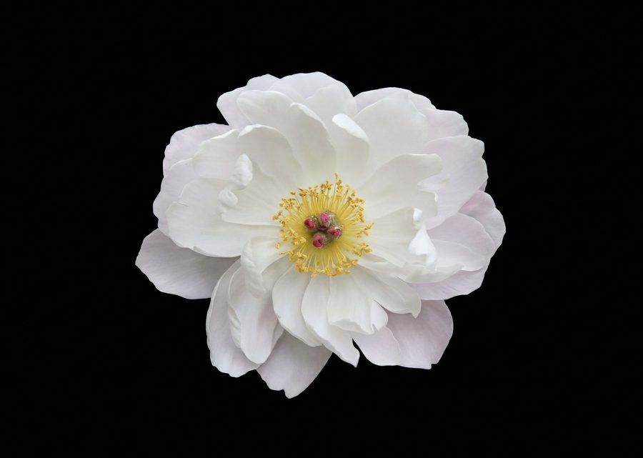 A single white peony lit against a black ground