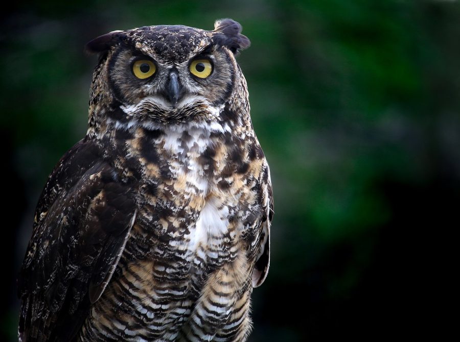 A great horned owl looking directly at the camera