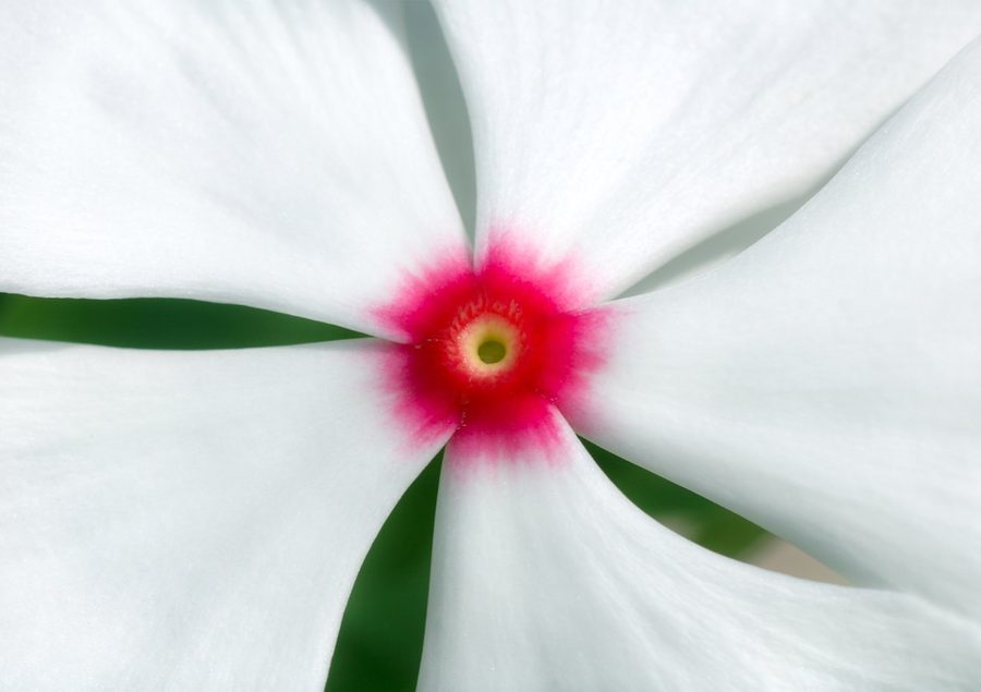 A white periwinkle flower with a magenta throat