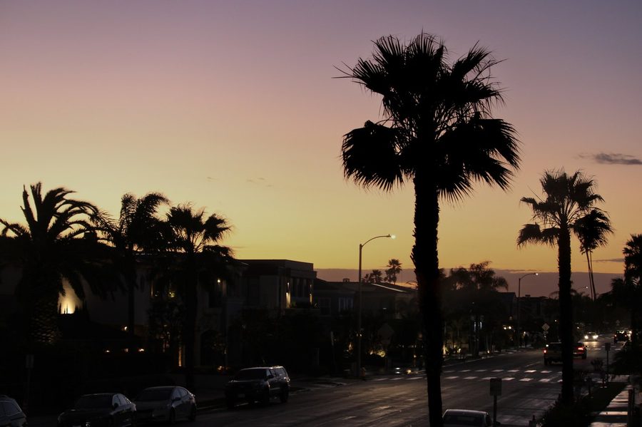 A palm lined street under violet dusk light