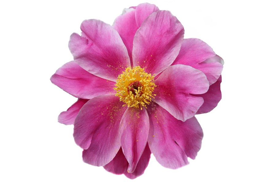 A pink and cream peony, Madame Emile Debatene