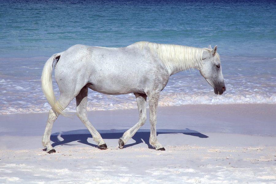 A white horse standing in shallow water on pink sand