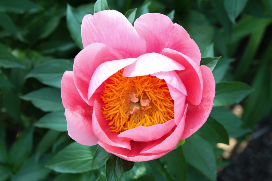 A coral peony, Paeonia lactiflora Cytherea, opening