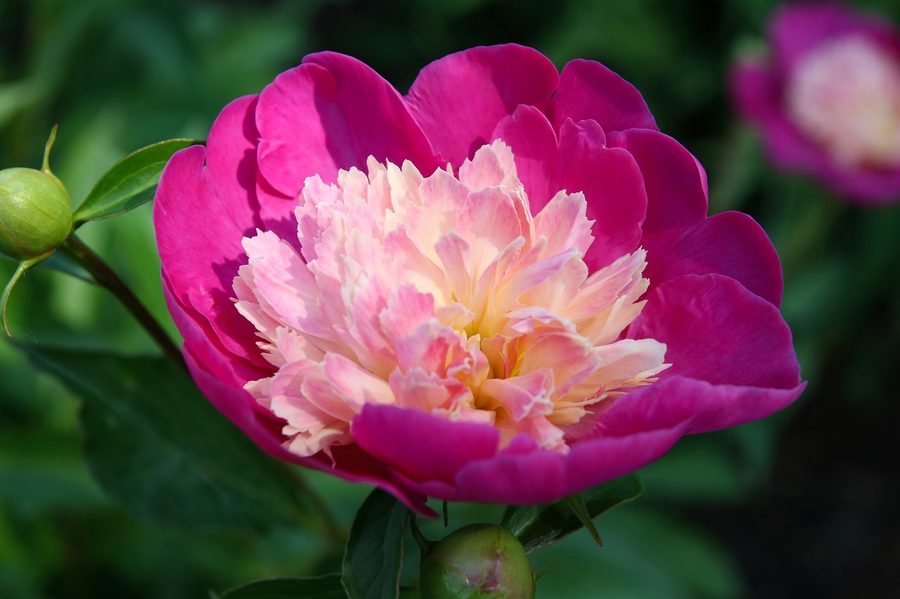 A magenta peony in full bloom on a white ground