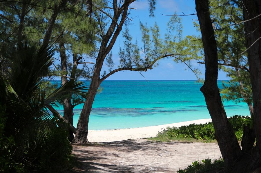 Turquoise shallows seen through casuarina branches