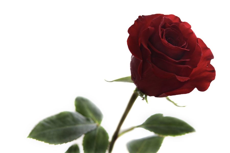 A red rose photographed on a white ground