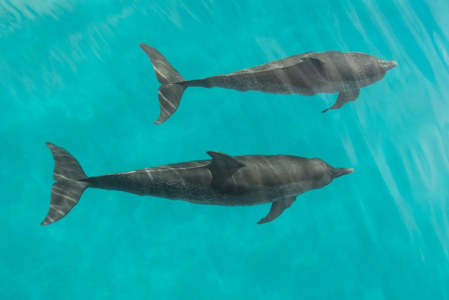 Two dolphins swimming side by side beneath the surface of turquoise water