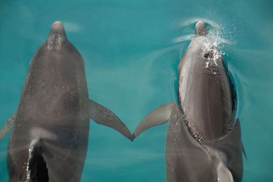Two dolphins rising nose up in turquoise water, their pectoral fins touching
