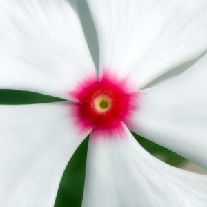 Madagascar Bloom