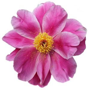 Pink Reverie
