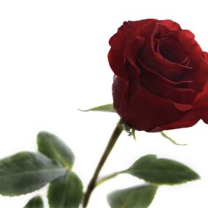 The Lover’s Rose