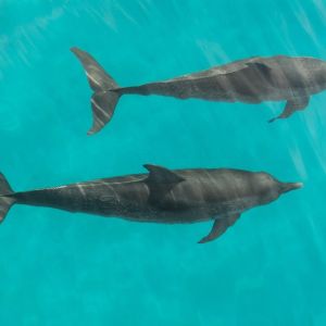 Twin Souls