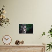 Lord of the Woods 8×12 Canvas Print