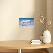 Pink Sand Prince 8×12 Canvas Print