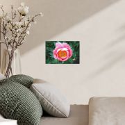 Sunrise in a Cup 8×12 Canvas Print