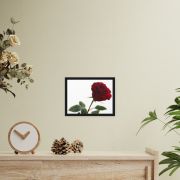 The Lovers Rose 9×12 Framed Canvas Print