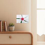 Madagascar Bloom 8×12 Canvas Print