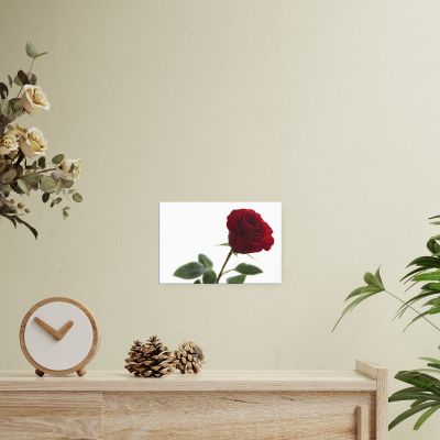 The Lovers Rose 8×12 Canvas Print