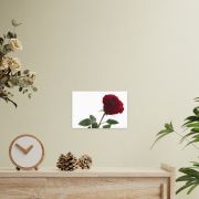 The Lovers Rose 8×12 Canvas Print