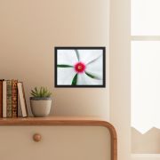Madagascar Bloom 11×14 Framed Poster