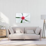 Madagascar Bloom shown on a wall at home