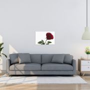 The Lovers Rose 16×24 Canvas Print